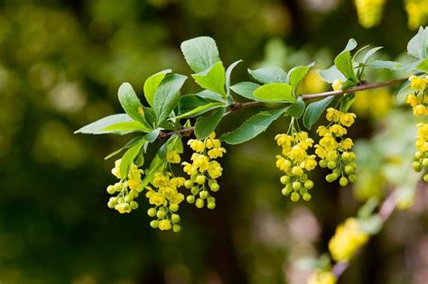 korean burberry|korean barberry tree.